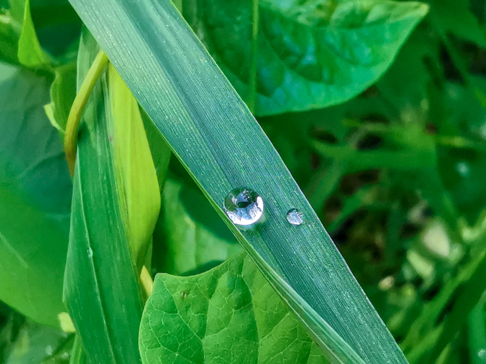 After the rain - My, Mobile photography, Macro, Grass, Flowers, Huawei mate 20, Longpost, Macro photography