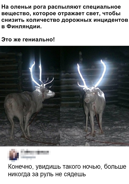 holy deer) - Deer, Horns, Screenshot, Deer