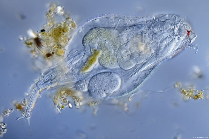 Rotifers - My, , Microscope, Longpost, Kolovratka