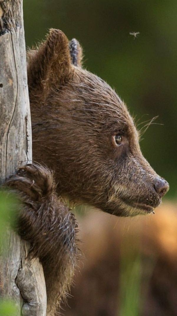 Muzzle - The photo, The Bears, Young, Animals