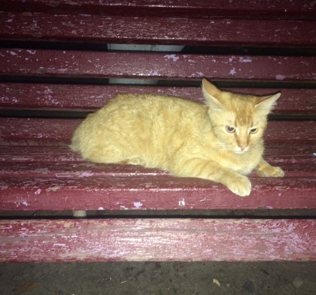 Krasnodar! - My, Longpost, No rating, cat, Krasnodar, Help, In good hands, Helping animals