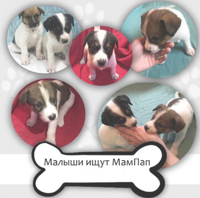 We give in good and reliable hands mestizo puppies - My, I will give, Longpost, In good hands, Dog, No rating, Elektrostal, Puppies