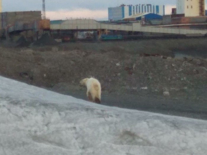 Polar bear spotted in Norilsk - My, Norilsk, Talnakh, Npr, Polar bear, Video, Longpost