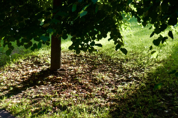 summer greenery - My, Greenery, Summer, Shadow, Beginning photographer