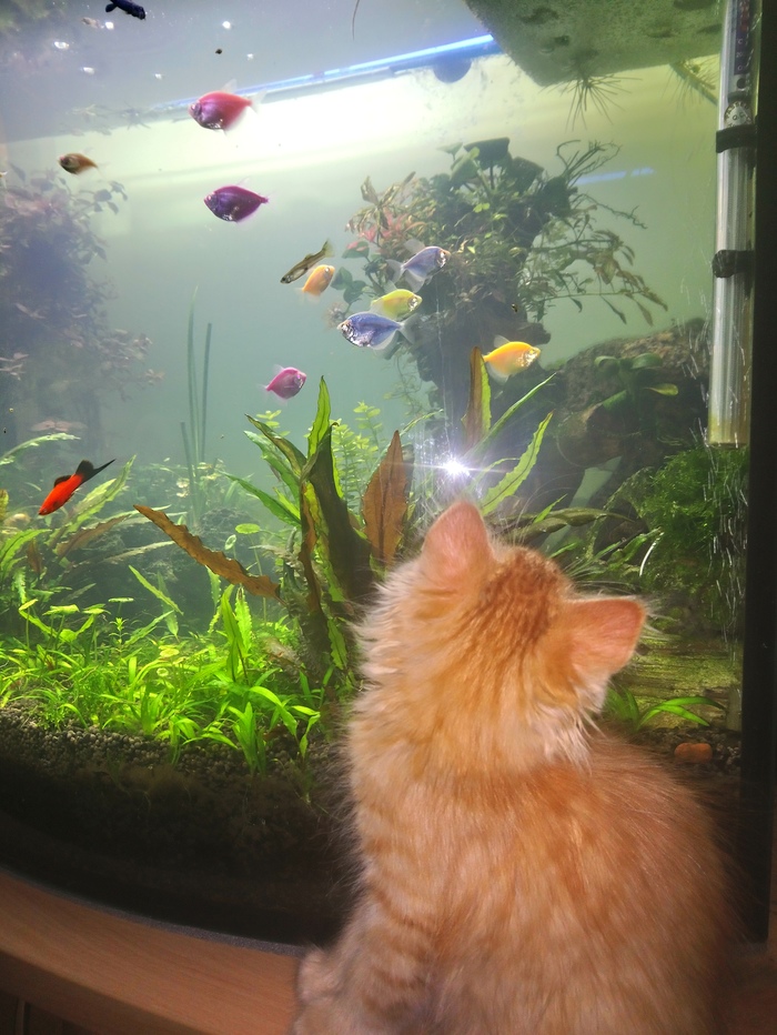 Kitten and aquarium - Kittens, Aquarium, My