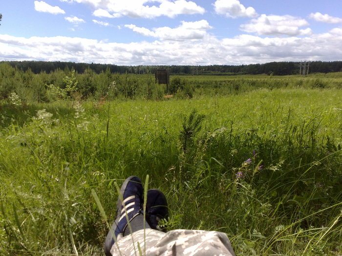 Dinner - My, Greenery, Grass