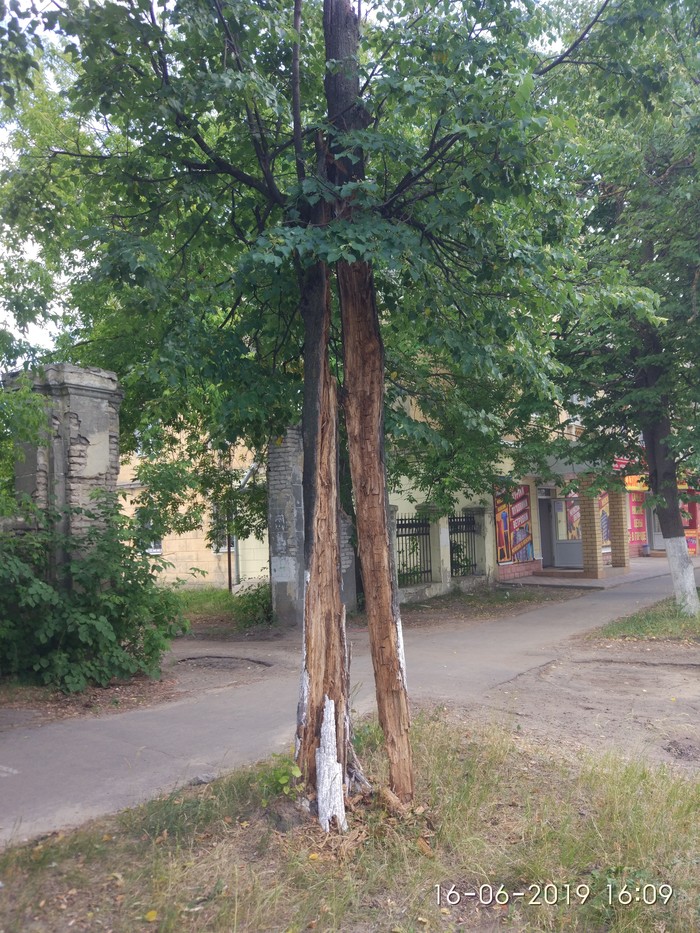 Fight! Live and don't give up like nature! - Tree, Dzerzhinsk, indestructibility