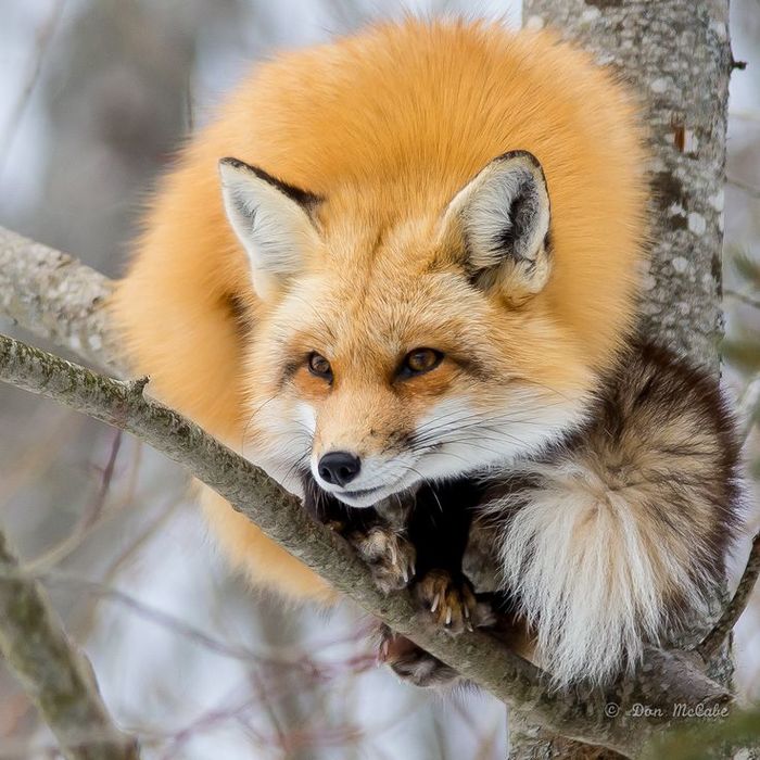 The color palette of the common red fox. - Fox, Domestic fox, Interesting, Longpost, Color