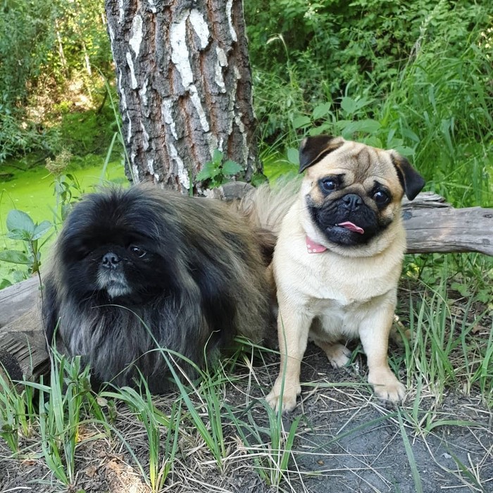 Maestro and Romeo were our guests. - Dog, Dogs and people, Moscow, Overexposure, Pug, Vacation, Longpost