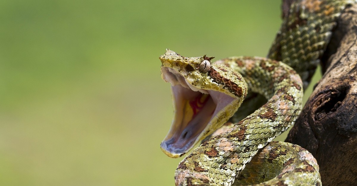 C snakes. Цепкохвостый ботропс Шлегеля. Уж гадюка ,Кобра, питон. Ямкоголовая гадюка. Гадюка Кобра Гюрза.