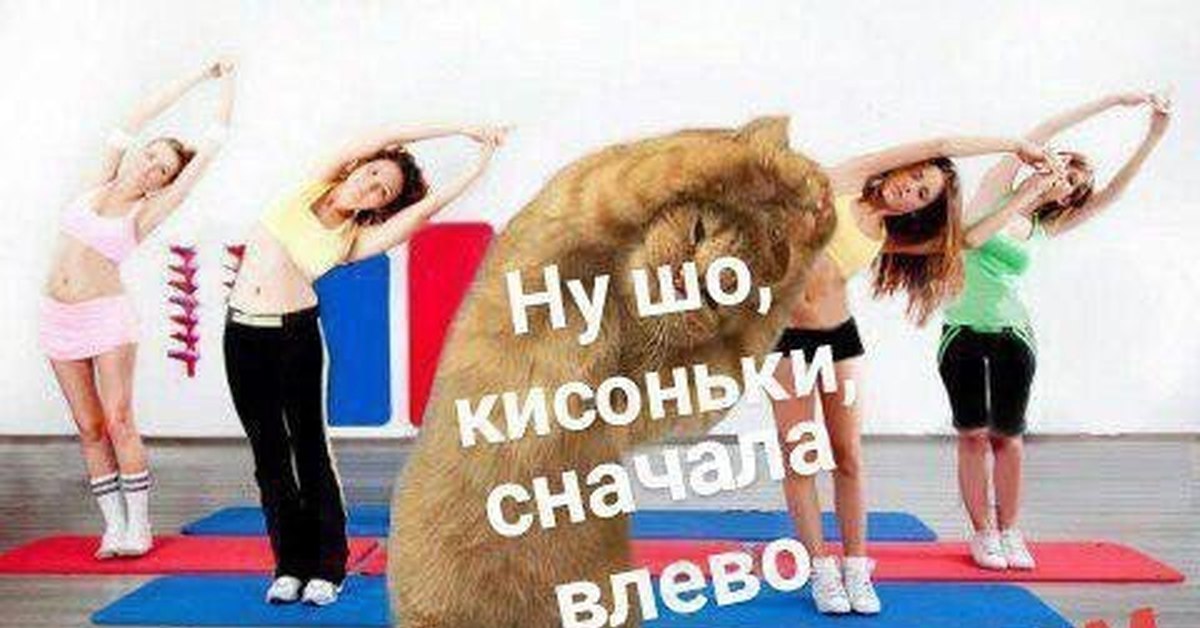 Спортивный кот