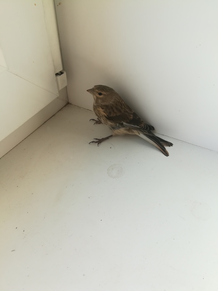 League of ornithologists, need help - My, Birds, Chick, Help, Longpost