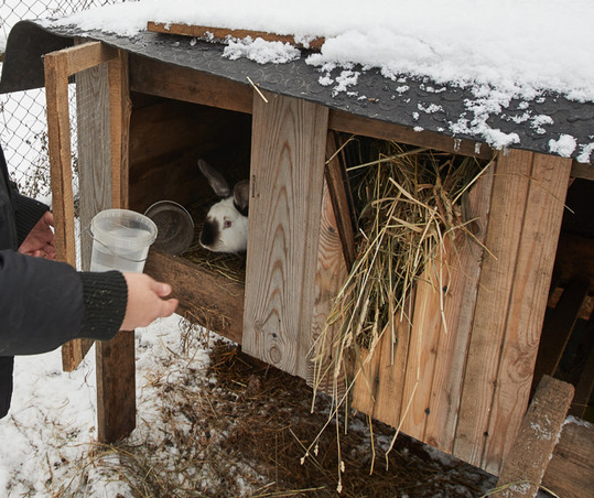 Downshifting without cuts. - My, Ground squirrel farmer, Hen, Pig, Chickens, Rabbit, Cow, Downshifting, Longpost