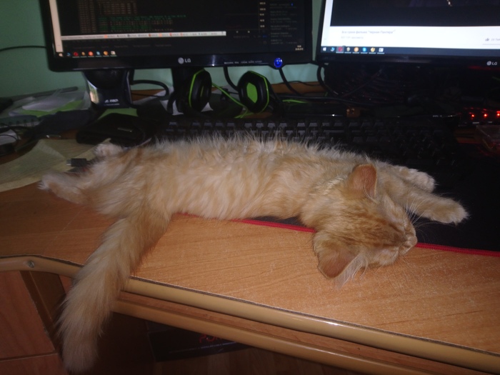 Lazy programmer cat - My, cat, Impudent, Impudence