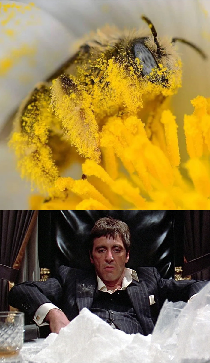 Scarbee - Bees, Pollen, Face with a scar, Images, Scarface (film)