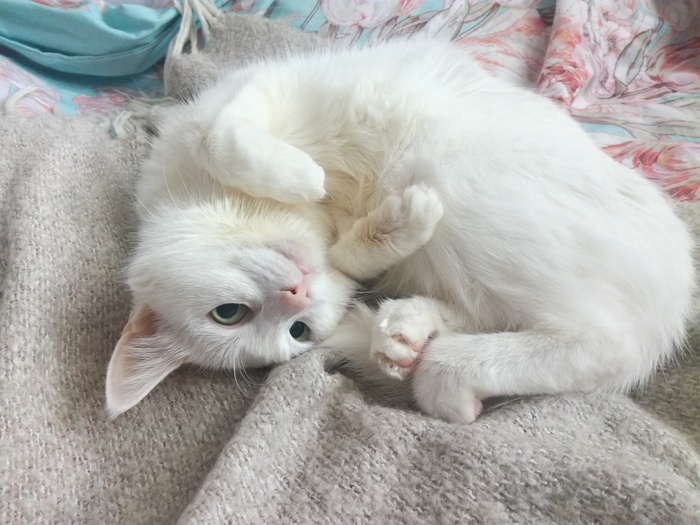 У меня лапки