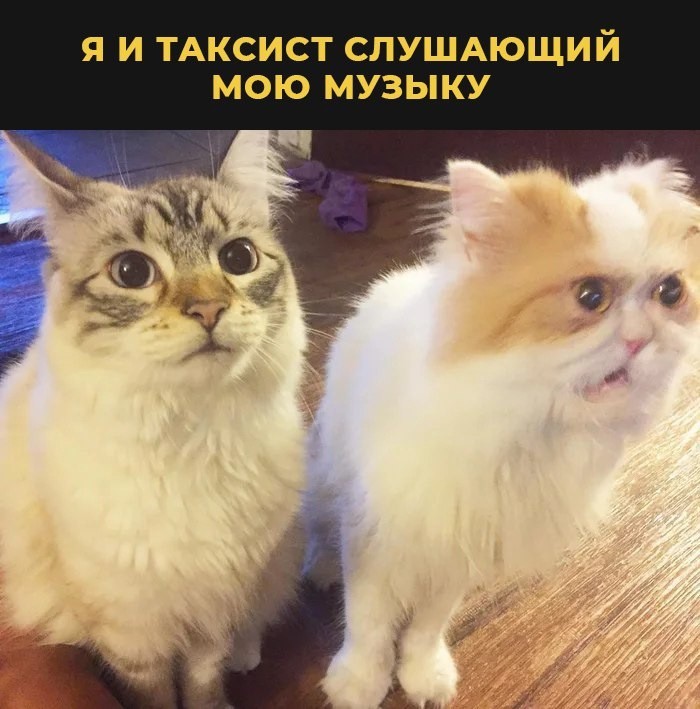 In Yandex.Taxi, you will be able to put the soundtrack in the car yourself. - Yandex., Taxi, Humor, Joke, cat