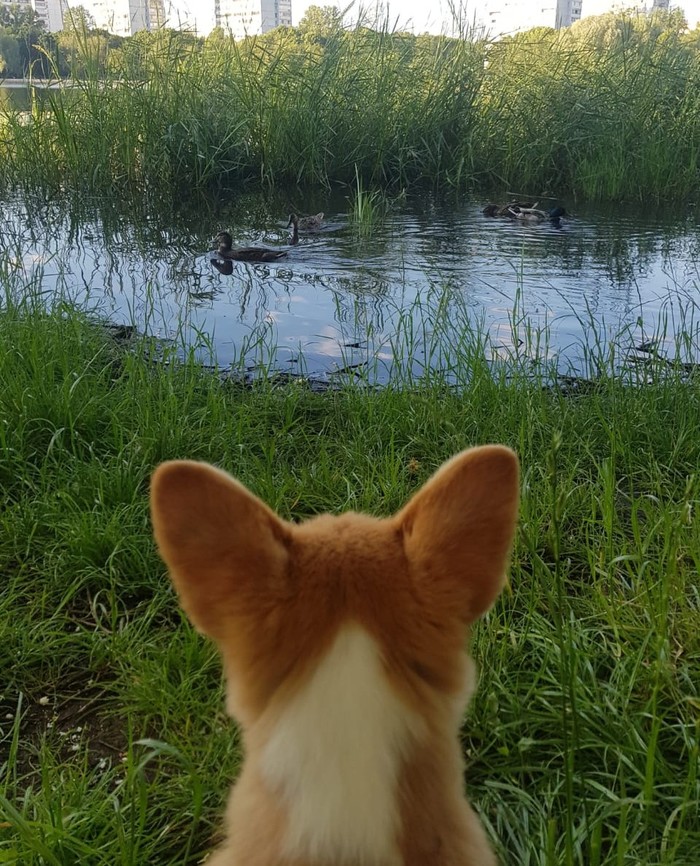 First love of nature - My, Dog, Corgi, Welsh corgi pembroke, Duck, Pond