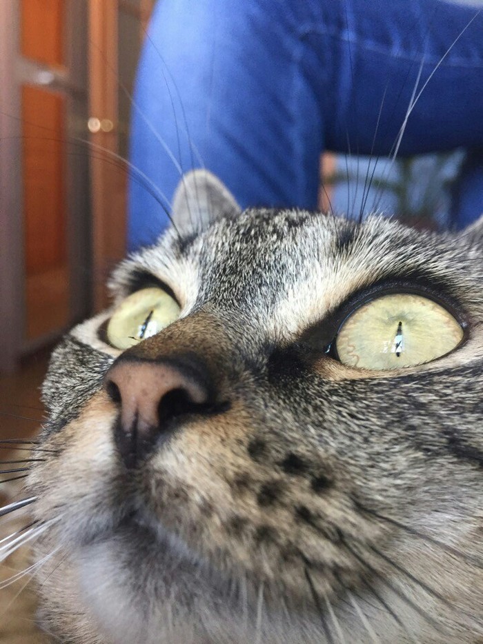 Captured. - cat, Eyes, Successful angle