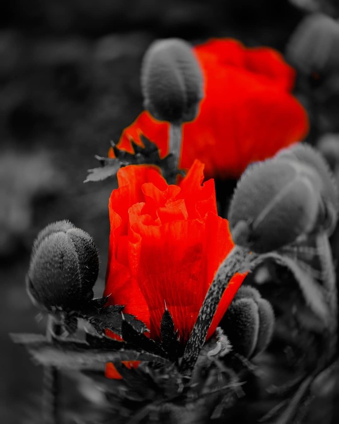 Poppies also want to have their portraits - My, The photo, Flowers, Longpost, Nikon, Sigma, Sigma 17-50