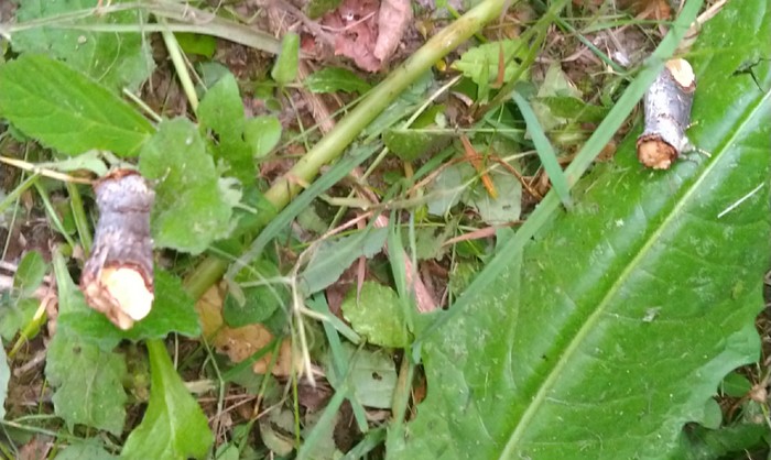 Butterfly - My, Butterfly, Who is this?, Mimicry, The photo, Longpost