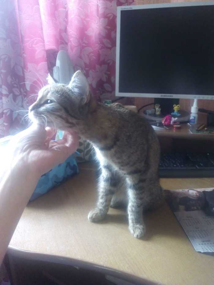 Kitten is looking for a home! - My, cat, Help, In good hands, Novosibirsk, Longpost, No rating, Helping animals