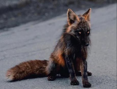 Fox from Hell - Fox, Unusual coloring
