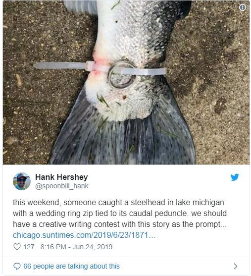 Fishermen caught a trout with a wedding ring on its tail - Trout, Ring, Divorce, Fishing, Longpost