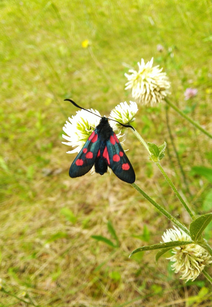 Zygaena lonicerae. honeysuckle moth - My, Nature, Butterfly, Its, Longpost, The photo