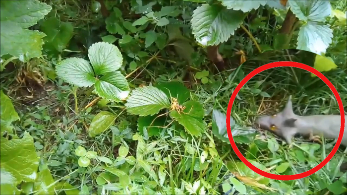 A large horned snake resembling a dragon scared the owner of Volgograd - My, Horror, Mystic, Snake, Animals, Serpentine, Rare anomalies, Video, Sensation, Kripota