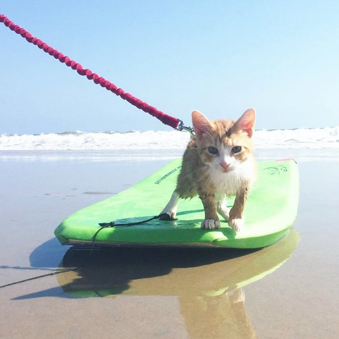 Surfer cat conquered the ocean and won the hearts of thousands of fans - cat, Catomafia, Surfer, USA, Positive, The photo, Video, From the network, Longpost