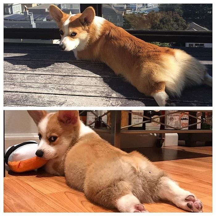 Some things do not change - Pose, Dog, Reddit, Corgi