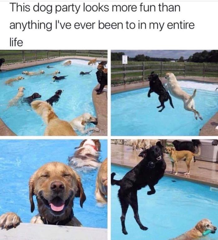 This dog party looks more fun than anything I've ever had in my life. - Dog, Party, Swimming pool, Reddit, Humor, Picture with text