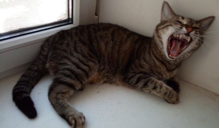 When you don't feed on time. - My, Catomafia, Anger, cat