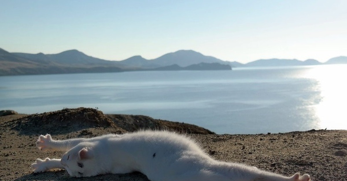 Прикольные картинки на море. Кот на пляже. Кот лежит на берегу моря. Кошка загорает. Белая кошка на пляже.