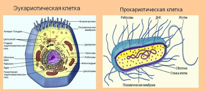 A little about what bacteria are, how the immune system works, and what does vaccination have to do with it - Immunology, Vaccine, Immunity, Bacteria, Longpost