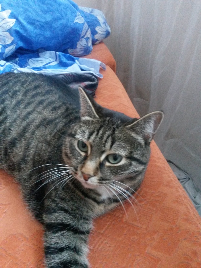 Lost cat. Yekaterinburg - My, cat, No rating, Help, Yekaterinburg, Lost, Lost cat, Longpost, Help me find