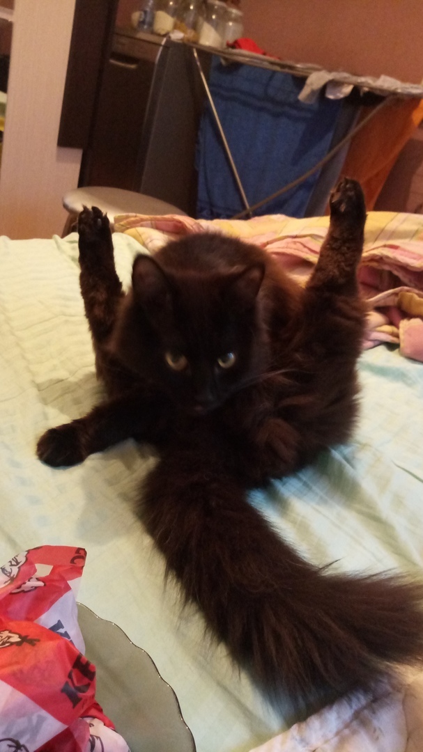 Double hoba! - My, cat, Hoba, Black cat, Defective cat, Paws, How powerful are my paws, Catomafia