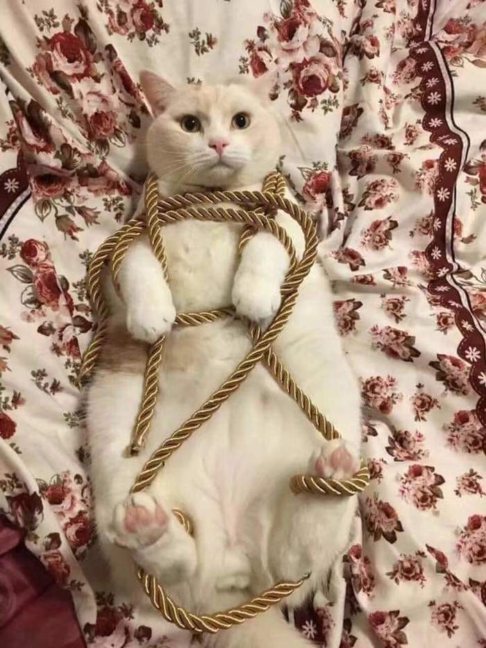 When she suggested something new, and you are not very happy about it - cat, Humor, Bondage, Shibari