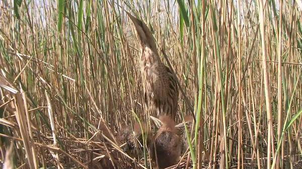 Bittern. - Birds, Bittern, , So blet, Longpost, Yandex Zen