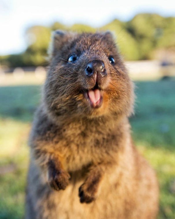 Simply Kwokka - Quokka, Australia, Milota, Longpost