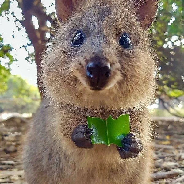 Simply Kwokka - Quokka, Australia, Milota, Longpost