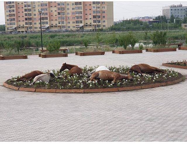 The horses are resting - Yakutsk, Horses, Relaxation