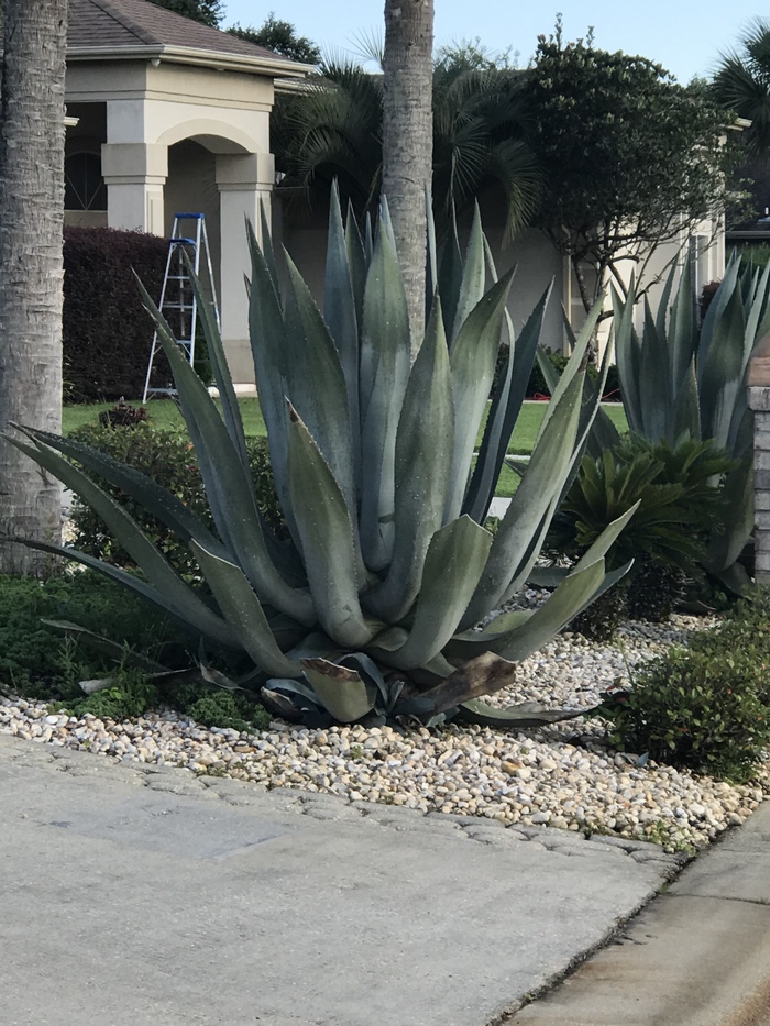 blooming agave - My, Agave, The photo, Flowers, Longpost