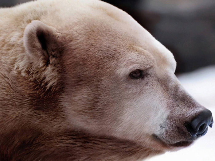 Что будет если скрестить белого и бурого медведя. 1562002344160695037. Что будет если скрестить белого и бурого медведя фото. Что будет если скрестить белого и бурого медведя-1562002344160695037. картинка Что будет если скрестить белого и бурого медведя. картинка 1562002344160695037. Что будет если скрестить белого и бурого медведя. 1562002344160695037. Что будет если скрестить белого и бурого медведя фото. Что будет если скрестить белого и бурого медведя-1562002344160695037. картинка Что будет если скрестить белого и бурого медведя. картинка 1562002344160695037.