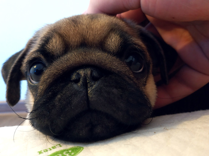 Little Pug's big start 2 - Pug, friendship, Pets, My, Dog, Pet, Milota, Longpost