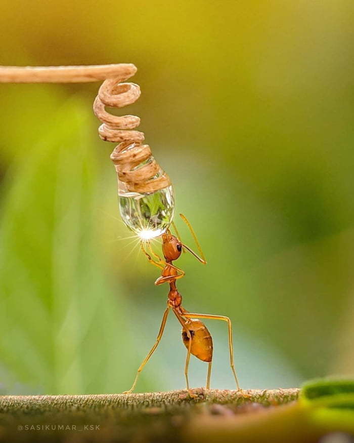 Cold... - Ants, Water drop, The photo