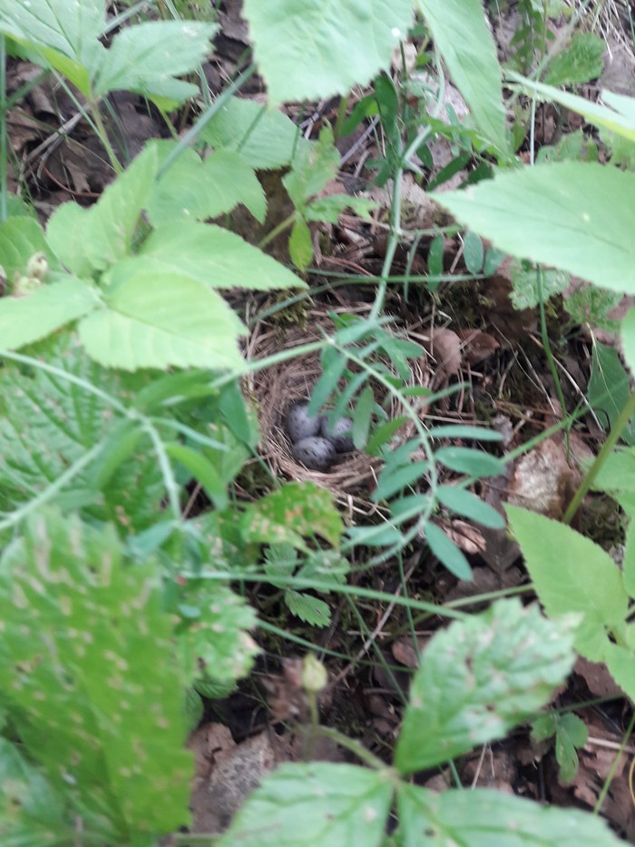 In the woods - The photo, Nature, Walk, Mushrooms, Berries, Longpost