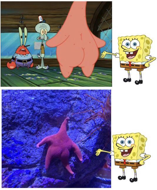 We found Patrick! - SpongeBob, Patrick, Starfish, Humor, From the network, Patrick Star