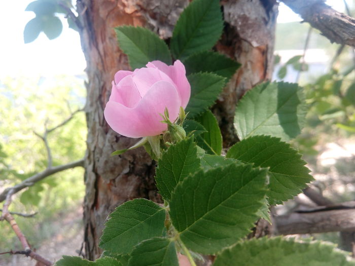Unopened rosehip flower. - My, Rose hip, the Rose, Beginning photographer